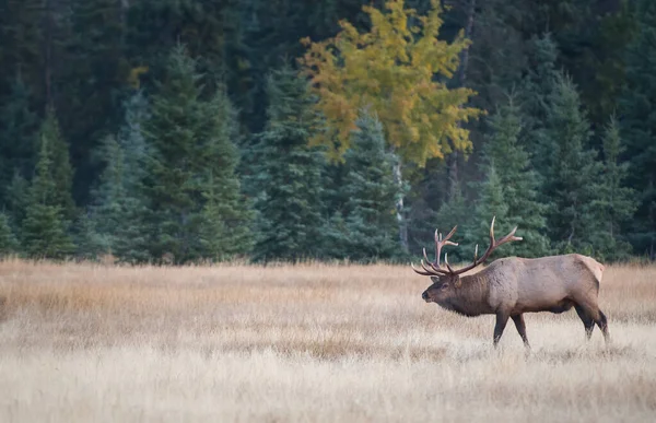 Wapiti État Sauvage — Photo