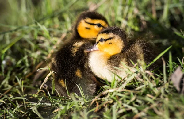 Duckling Wild — Stock fotografie