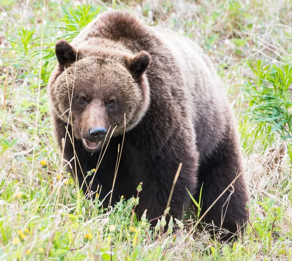 Medvěd Grizzly Divočině — Stock fotografie