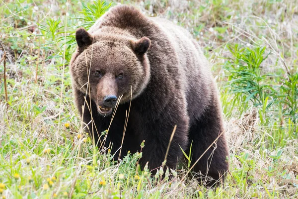 Urso Pardo Natureza — Fotografia de Stock