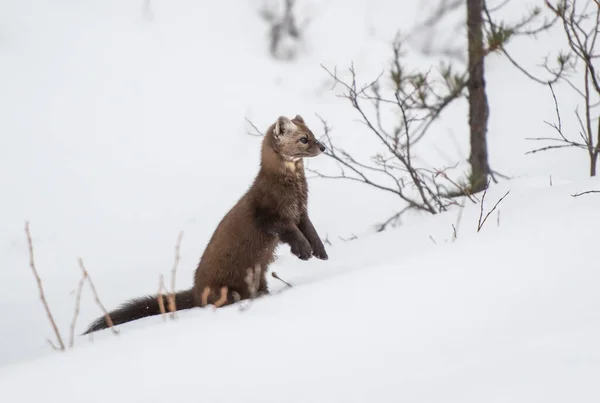 Pine Mård Promenader Snö Banff National Park Alberta Kanada — Stockfoto