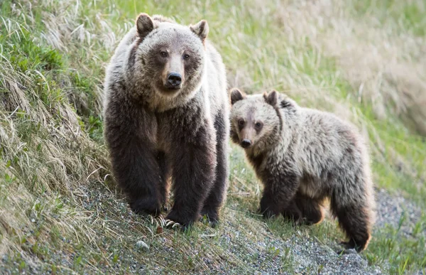 Grizzly Beer Het Wild — Stockfoto