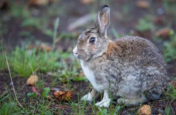 Baumwollkaninchen Freier Wildbahn — Stockfoto