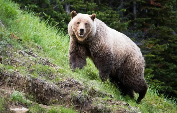 Urso Pardo Natureza — Fotografia de Stock