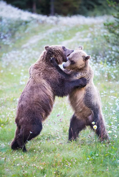 Niedźwiedzie Grizzly Dziczy — Zdjęcie stockowe