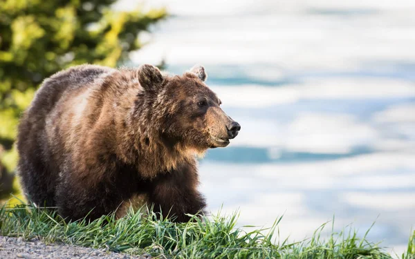 Medvěd Grizzly Divočině — Stock fotografie