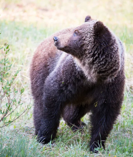 グリズリーは野生で熊を飼い — ストック写真
