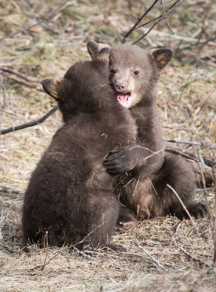 Filhote Urso Preto Natureza — Fotografia de Stock