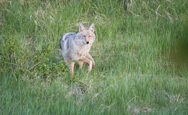 Coyote Het Wild — Stockfoto