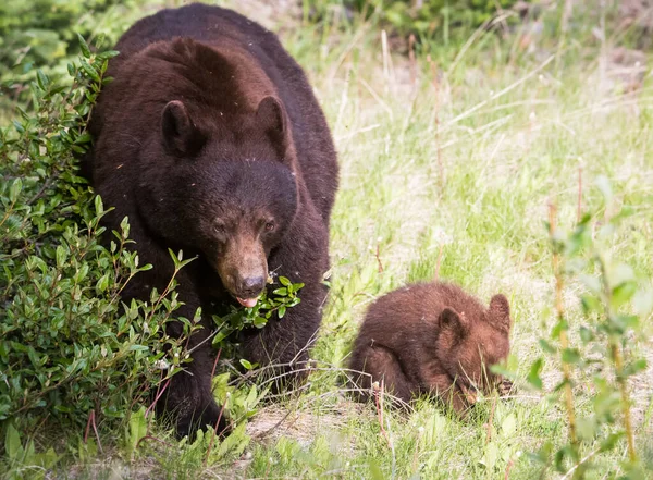 Zwarte Beren Het Wild — Stockfoto