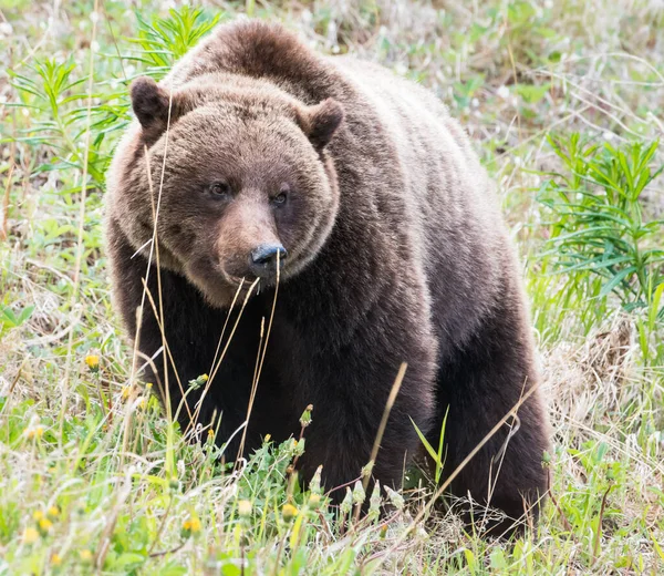 Urso Pardo Natureza — Fotografia de Stock