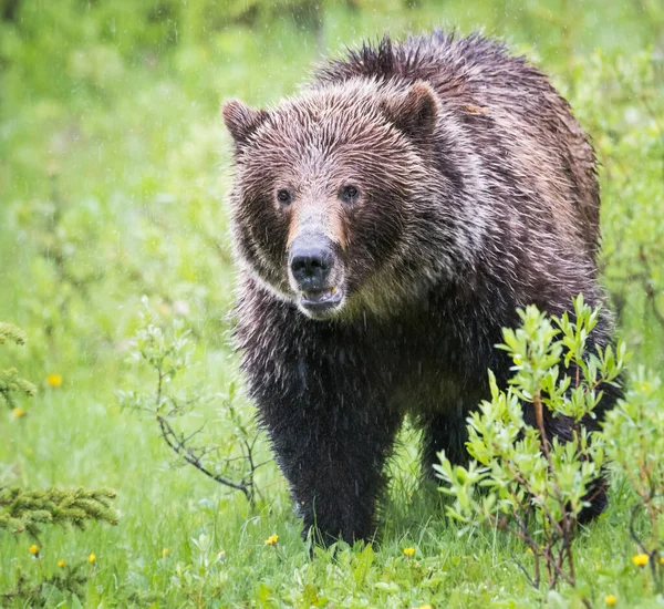 Niedźwiedź Grizzly Dziczy — Zdjęcie stockowe