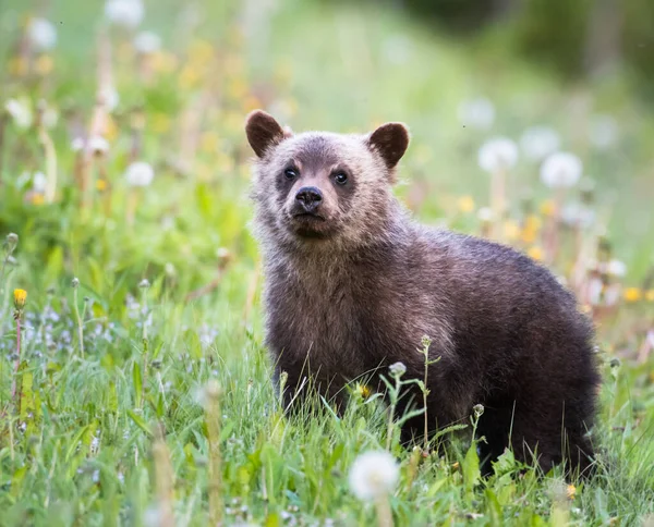 Oso Pardo Naturaleza — Foto de Stock