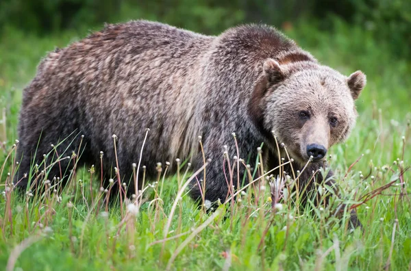 Medvěd Grizzly Divočině — Stock fotografie