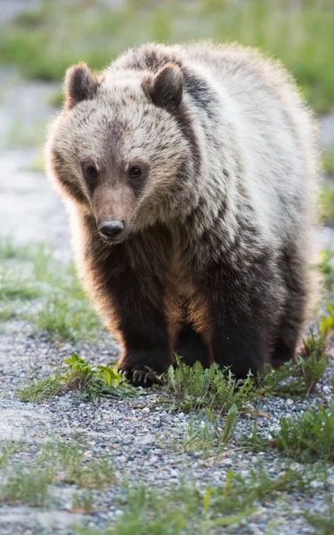 Medvědi Grizzly Divočině — Stock fotografie