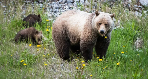 Grizzlybjörn Det Vilda — Stockfoto