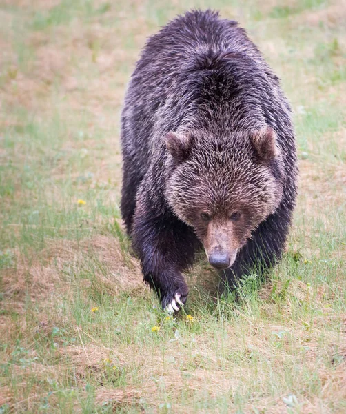 Canadian Grizzly Niedźwiedź Dzikim — Zdjęcie stockowe