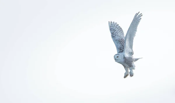 Snowy Owl Wild Nature — Stock Photo, Image