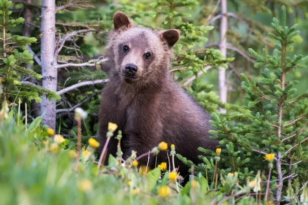 Urso Pardo Natureza — Fotografia de Stock