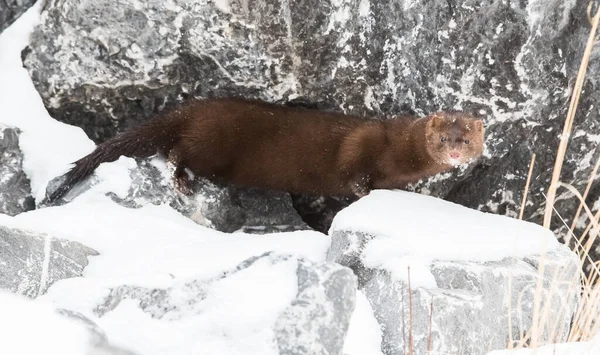 Mink Naturaleza —  Fotos de Stock