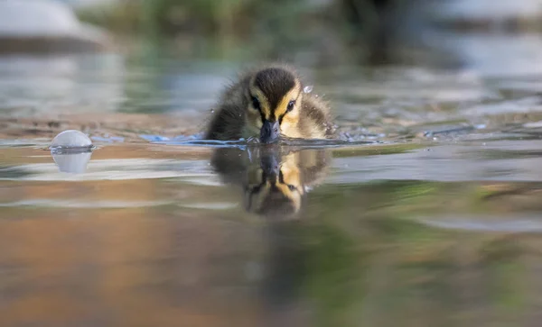 Mallard Duck Wild — Stock Photo, Image