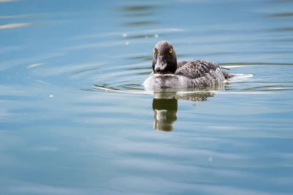 Ente Freier Wildbahn — Stockfoto