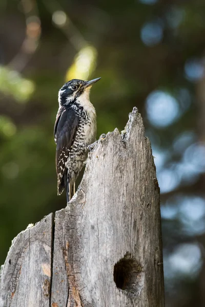 Pájaro Carpintero Tres Dedos Naturaleza — Foto de Stock