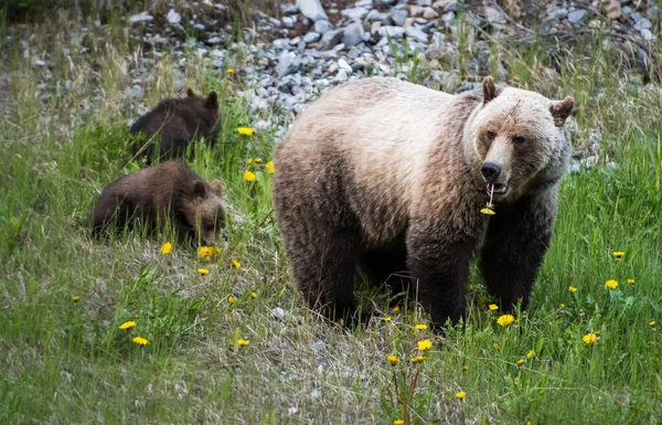 Grizzly Beer Het Wild — Stockfoto