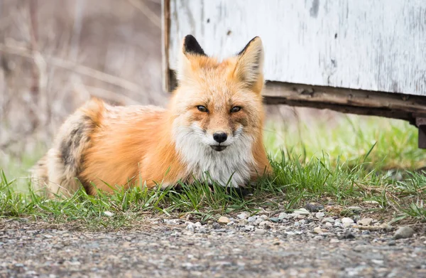Scenic View Beautiful Red Fox Park — Stock Photo, Image