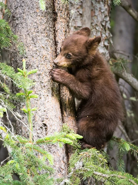 Família Urso Preto Natureza — Fotografia de Stock