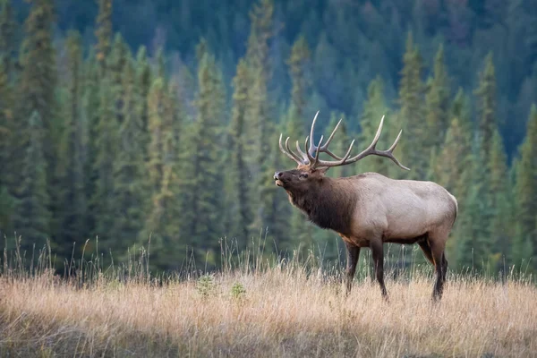 Wapiti État Sauvage — Photo