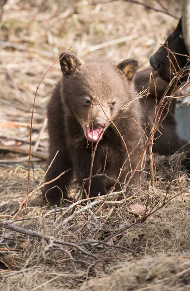 Zwarte Berenwelp Het Wild — Stockfoto