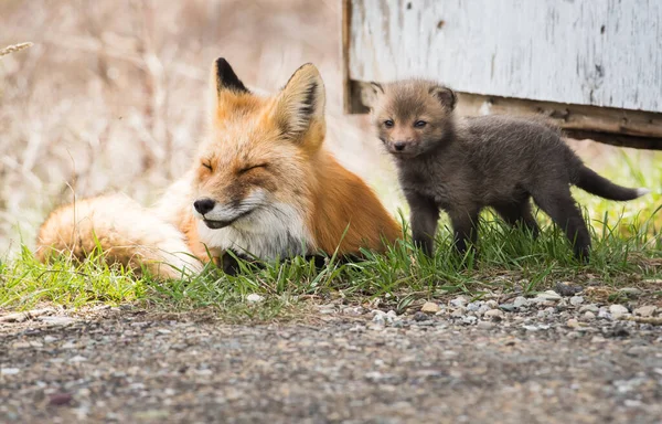 Scenic View Beautiful Red Fox Park — Stock Photo, Image