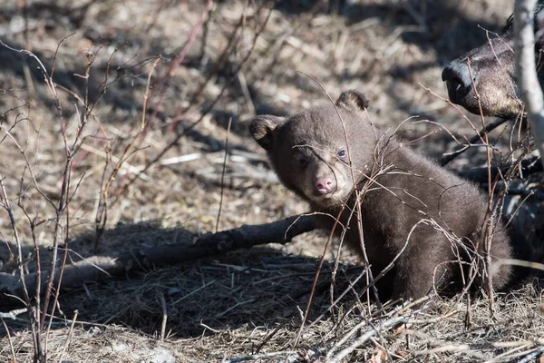 Родина Чорних Ведмедів Дикій Природі — стокове фото