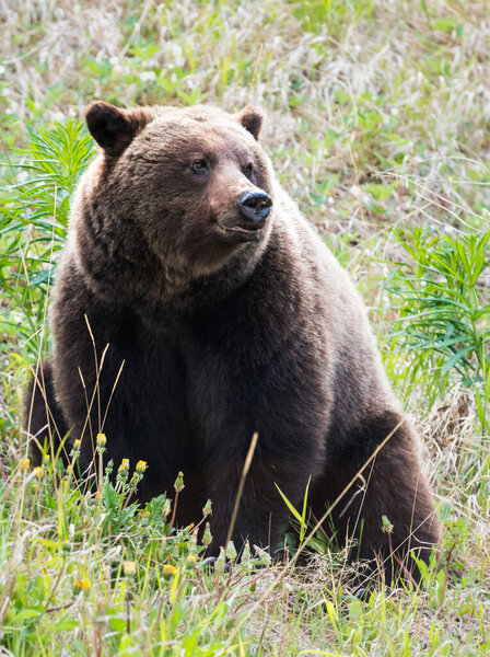 Brown grizzly bear in wild nature 
