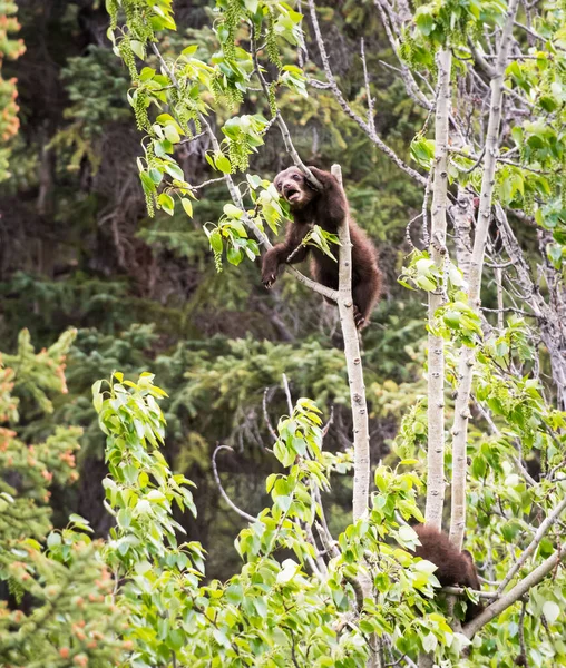 Urso Negro Natureza — Fotografia de Stock