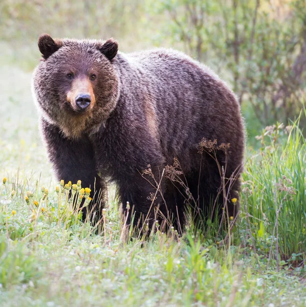 Niedźwiedź Grizzly Dziczy — Zdjęcie stockowe