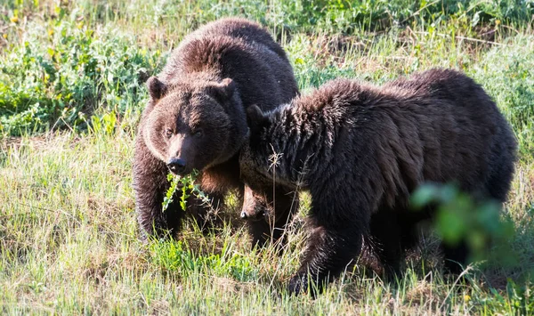 Medvěd Grizzly Divočině — Stock fotografie