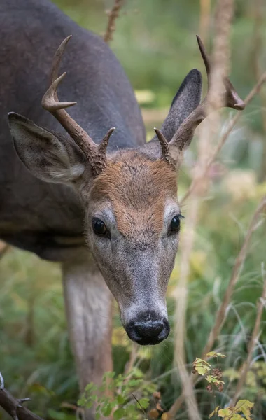 jill@ghostbear.org