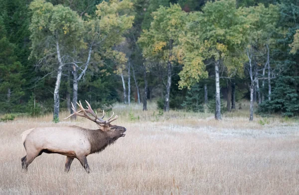 Bulle Elch Während Der Rut — Stockfoto