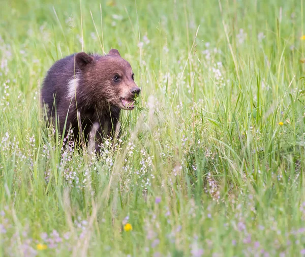 Grizzli Dans Nature — Photo