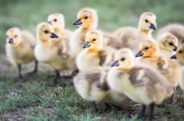 Canadese Ganzen Familie Het Wild — Stockfoto