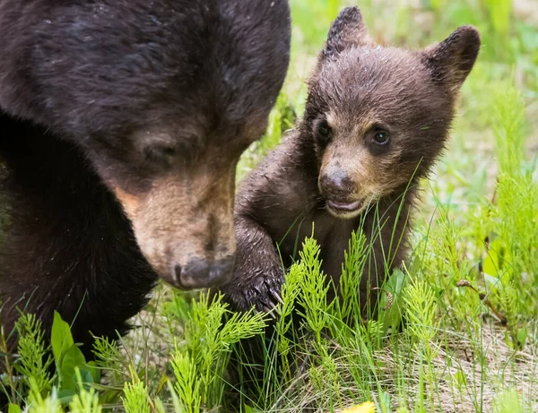 Zwarte Beer Het Wild — Stockfoto