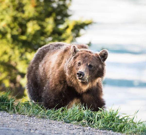 Grizzlybär Freier Wildbahn — Stockfoto
