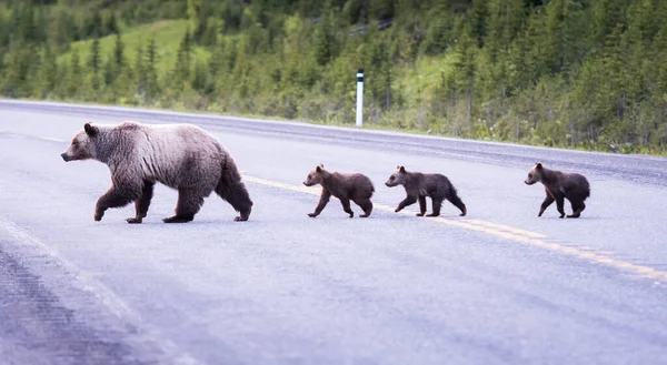 Grizzlybjörn Det Vilda — Stockfoto