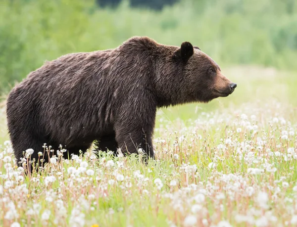 Grizzly Bear Wild — Stock Photo, Image