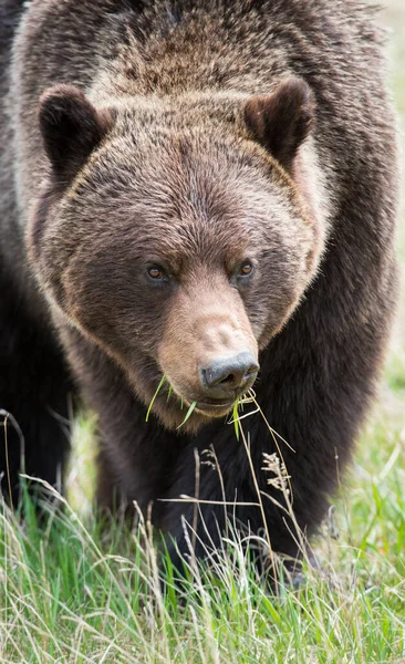 Medvěd Grizzly Divočině — Stock fotografie