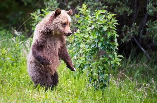 Orso Grizzly Natura — Foto Stock