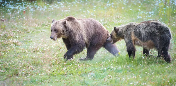 Grizzlis Canadiens Dans Nature — Photo