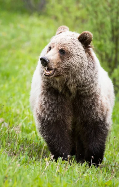 Grizzlybjörn Det Vilda — Stockfoto